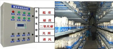 菌菇房环境监测中的温湿度传感器技术运用与计算机房维护服务